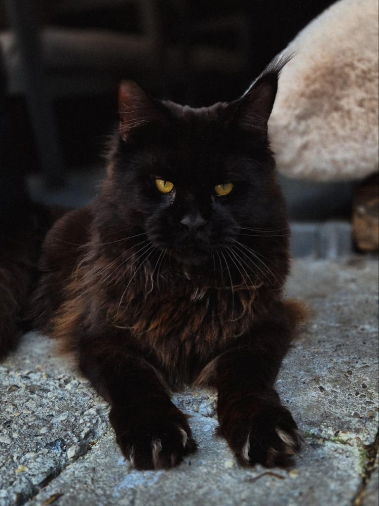 Maine Coon dekkater, 0 tot 2 jaar
