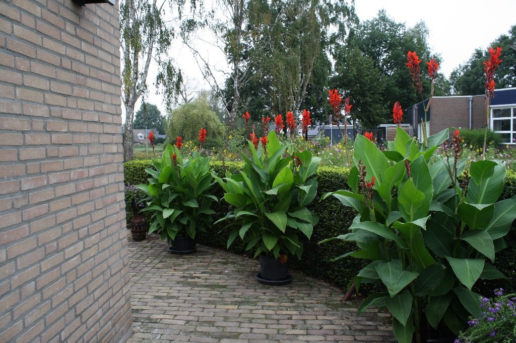 Indisch bloemriet / Canna, Volle zon, Vaste plant, Zomer, Ophalen