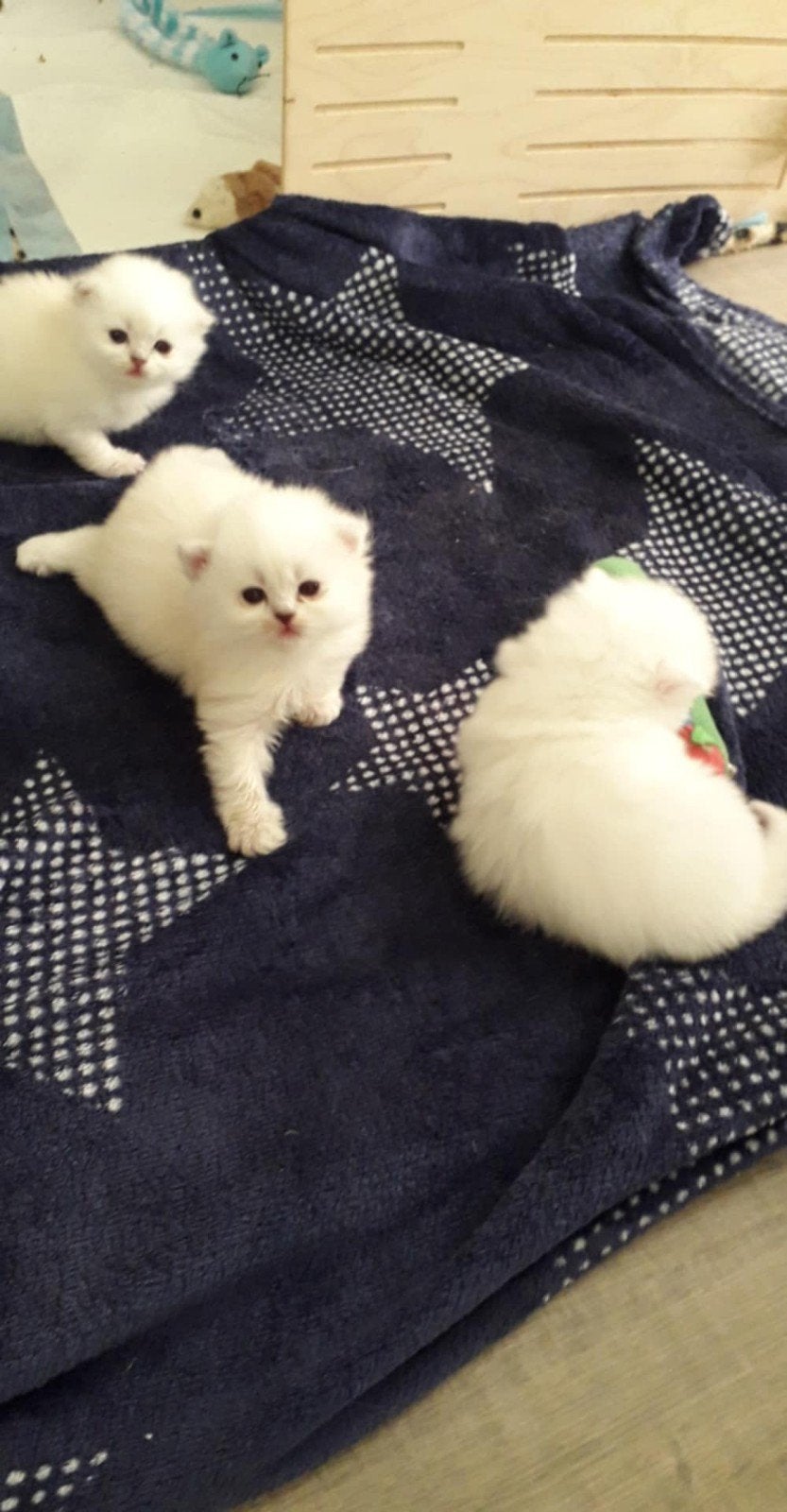 Britse langhaar beige 450€, Dieren en Toebehoren, Katten en Kittens | Raskatten | Langhaar, Meerdere dieren, Ontwormd, 0 tot 2 jaar