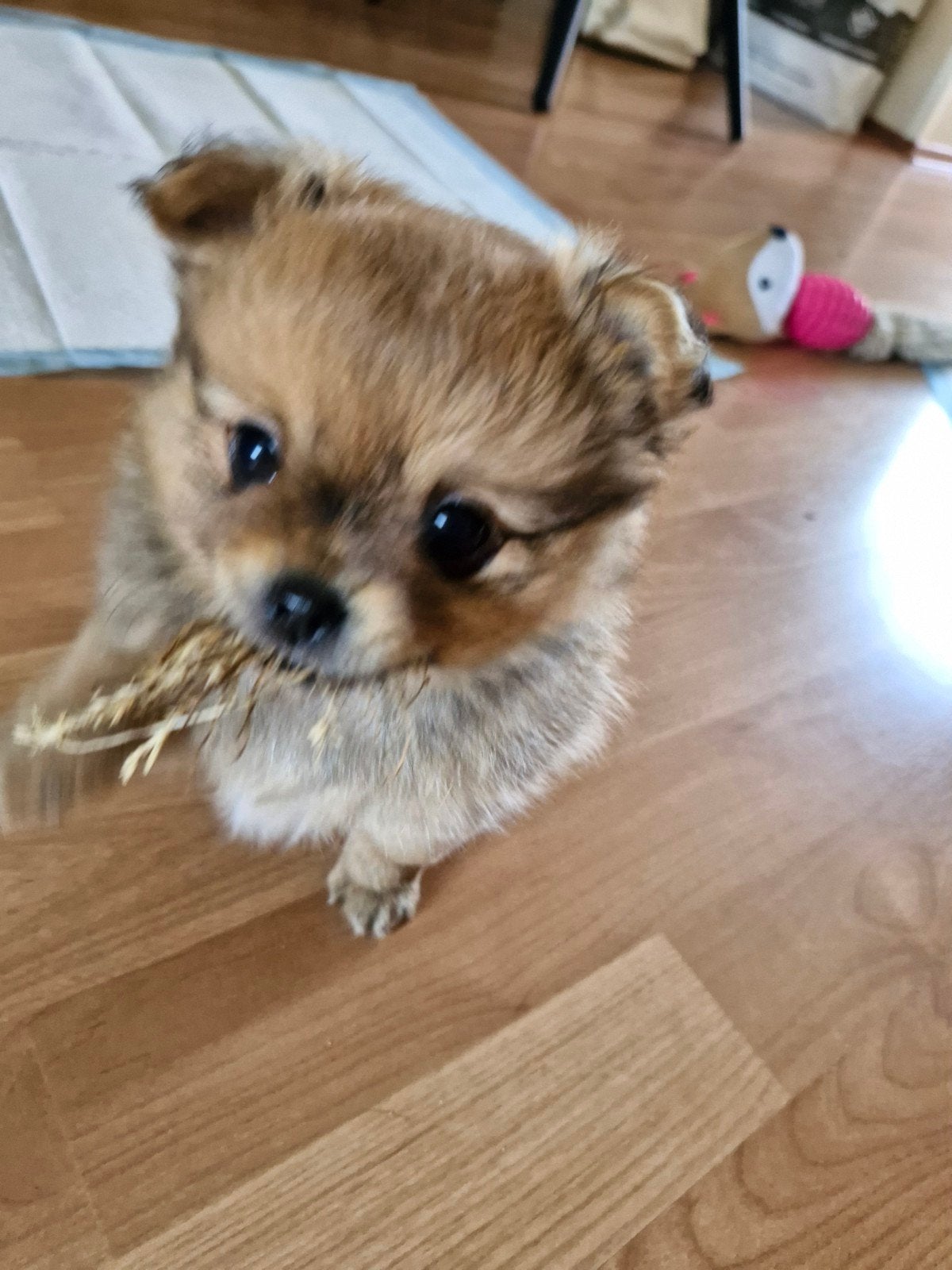 Pomchi teefje mag dit weekend weg 💞, Dieren en Toebehoren, Honden | Chihuahua's en Gezelschapshonden, Overige rassen, 8 tot 15 weken