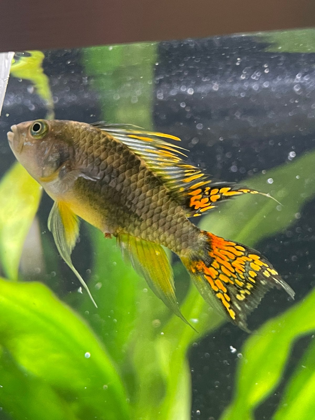 Tropische vissen, Dieren en Toebehoren, Vis