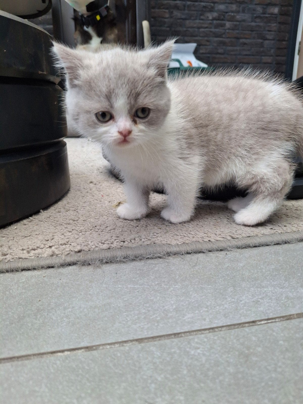Foto 9 van Britse bicolor kittens