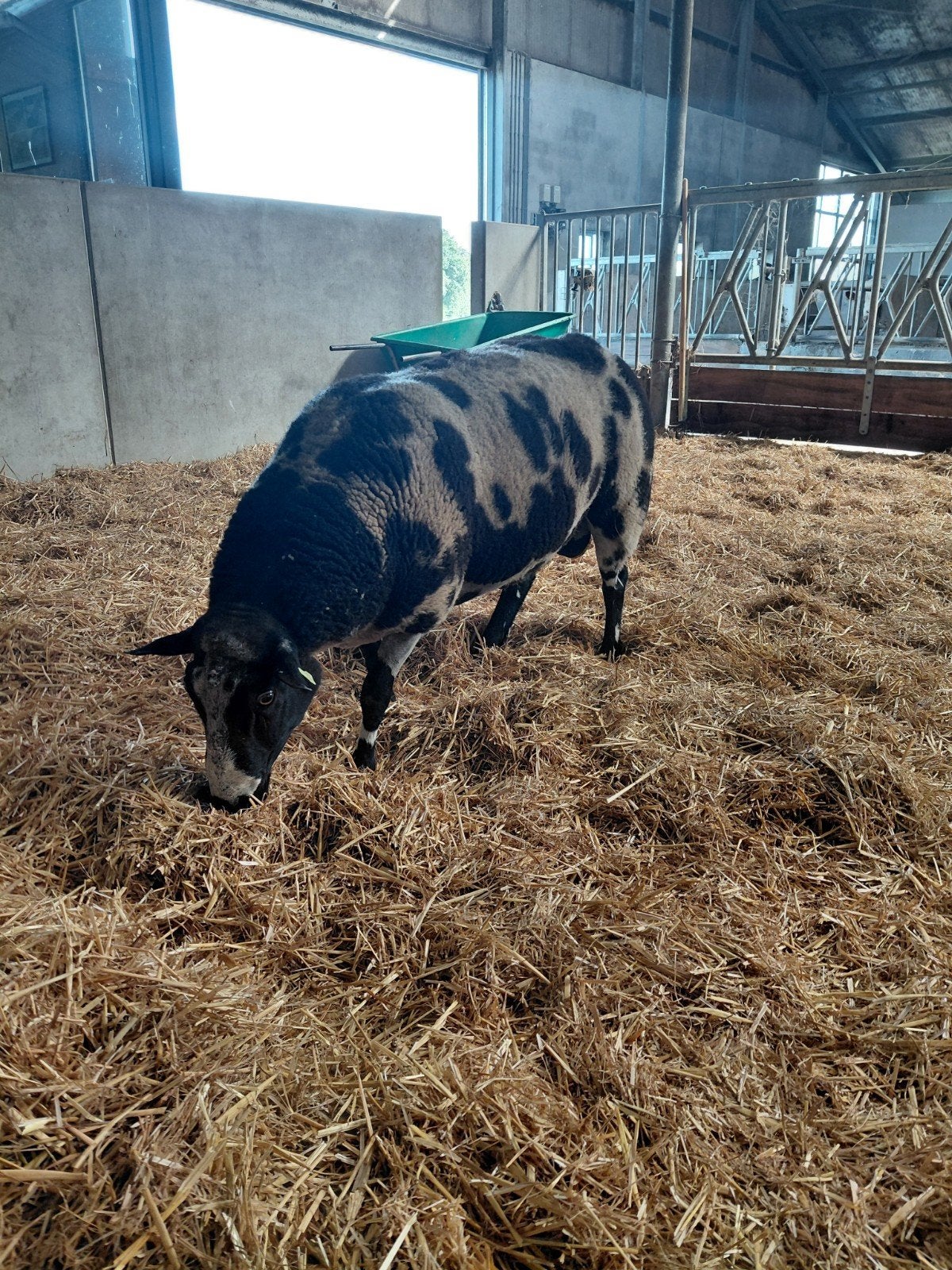 goed ontwikkelde bonte dekram, Mannelijk, Schaap, 3 tot 5 jaar