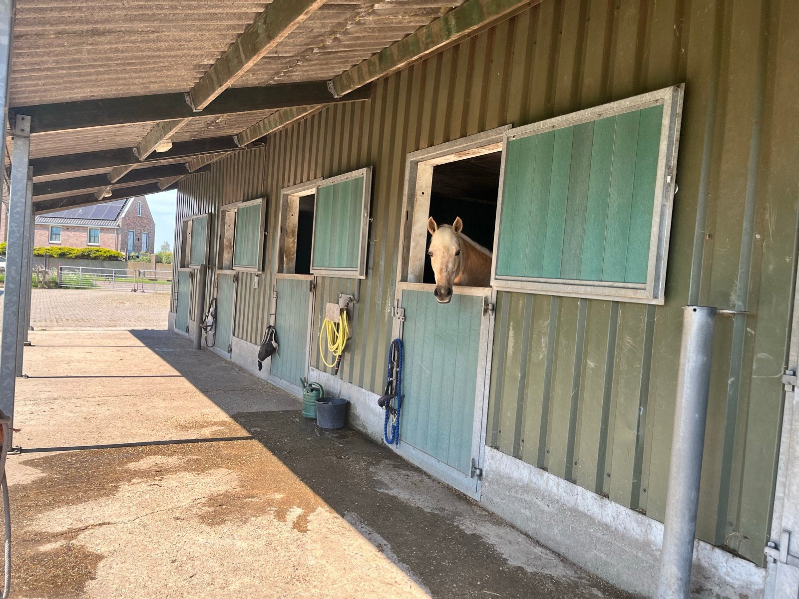 Stalling, Dieren en Toebehoren, Weidegang, 2 of 3 paarden of pony's