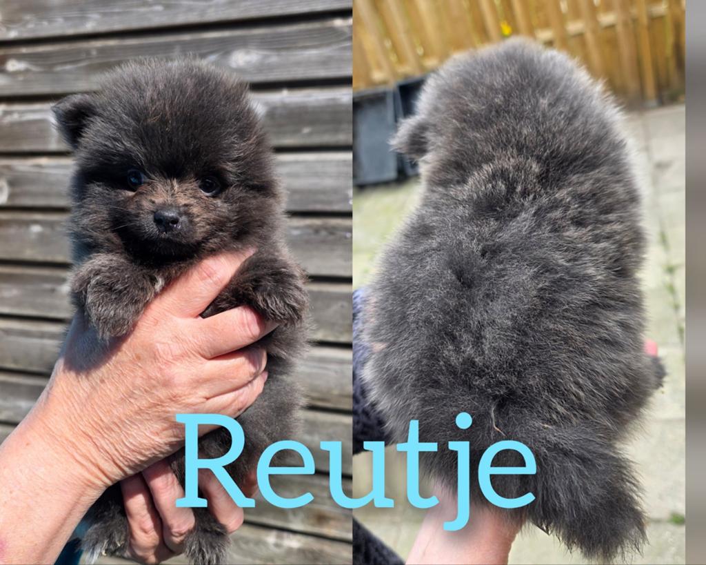 3 mooie pomeriaan pups, Meerdere, Meerdere dieren, Nederland, Particulier