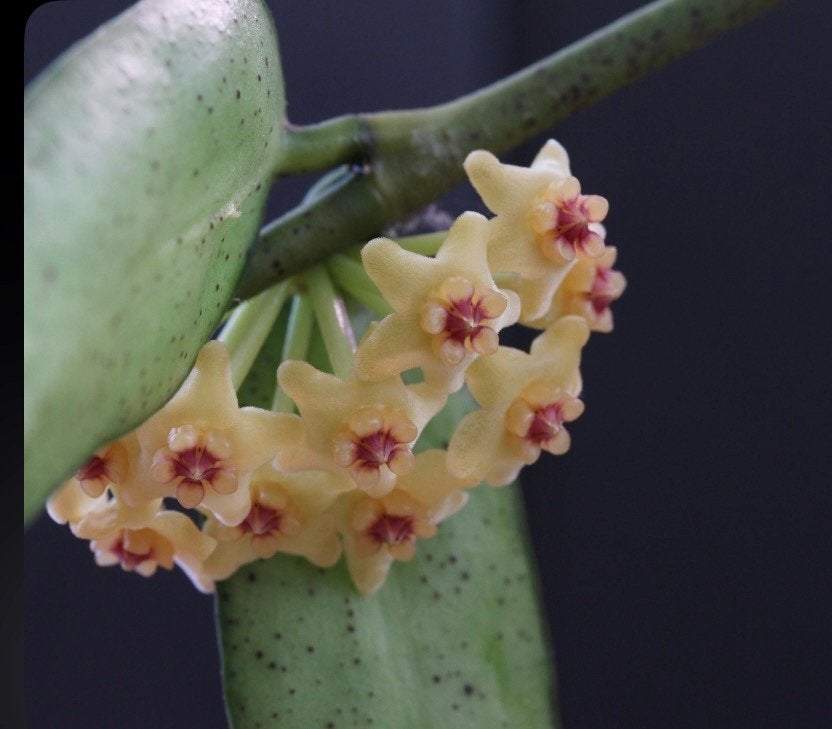 Hoya pandurata sp. vietnam, Huis en Inrichting, Kamerplanten, Ophalen of Verzenden, Halfschaduw, Minder dan 100 cm