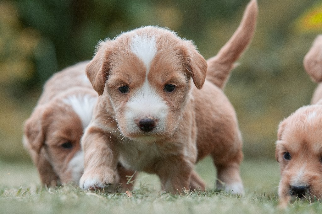 prachtige rood/abricot medium doodle pups, Dieren en Toebehoren, Parvo, Nederland, 8 tot 15 weken, Meerdere