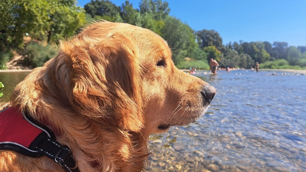 Golden retriever pups - nestje verwacht, Golden retriever, België, Particulier, CDV (hondenziekte)