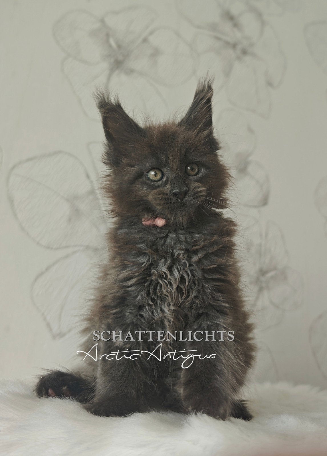 Maine Coon Dream Kitten in blue and black smoke / silver, Dieren en Toebehoren, Poes, Met stamboom, 0 tot 2 jaar