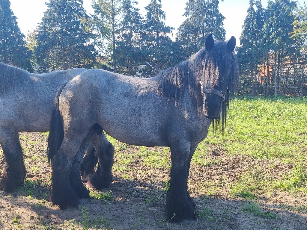 4 jarig belgisch trekpaard, Ruin, Onbeleerd, Recreatiepaard, 3 tot 6 jaar