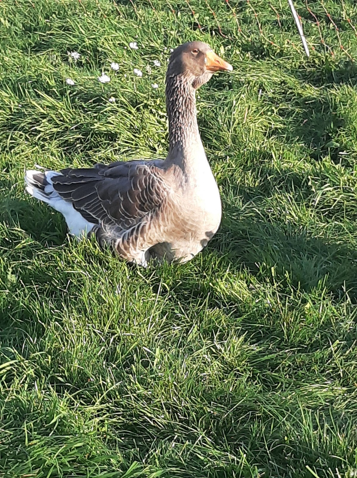 Toulouse ganzen, Dieren en Toebehoren, Meerdere dieren, Gans of Zwaan