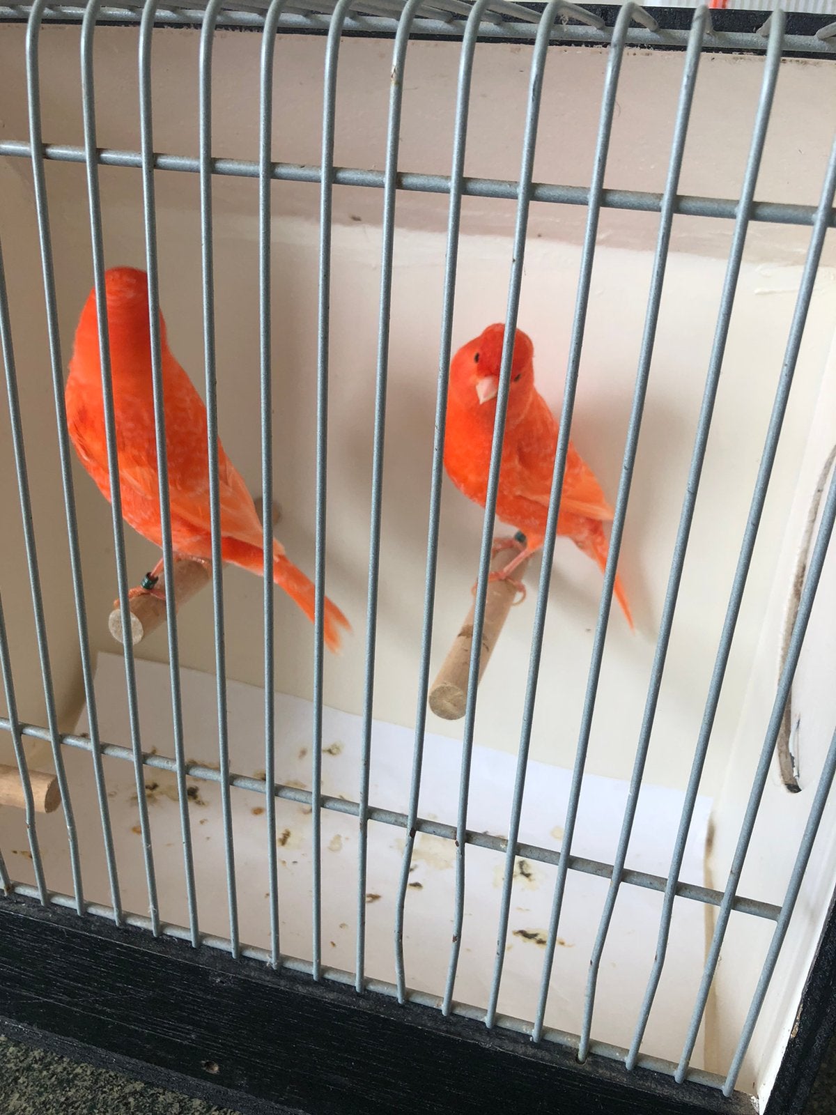 Te Koop ; Fraai Koppel Rode Kanaries., Meerdere dieren, Kleurkanarie
