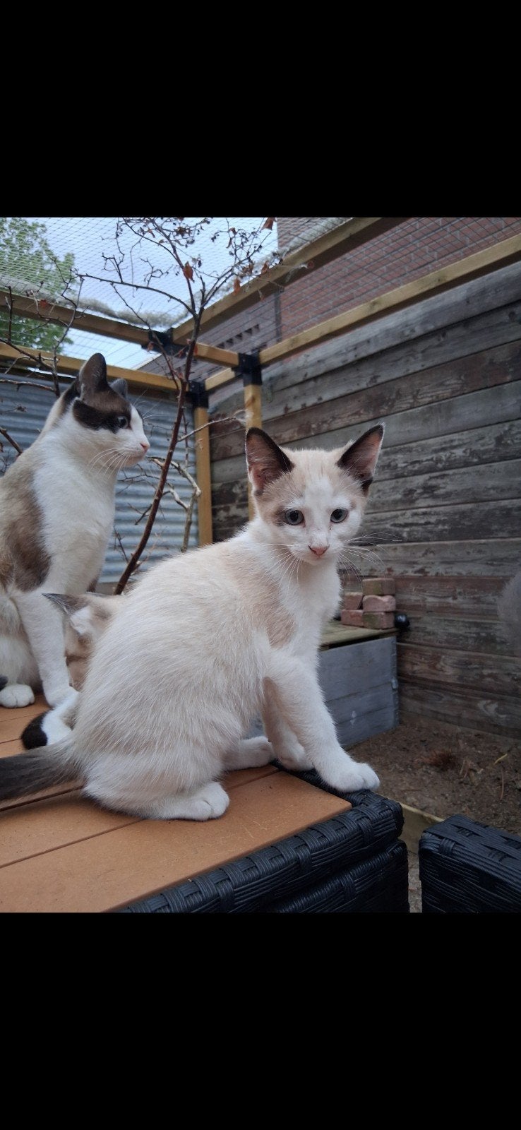 snowshoe meisjes poes 12 weken, Poes, Gechipt, 0 tot 2 jaar