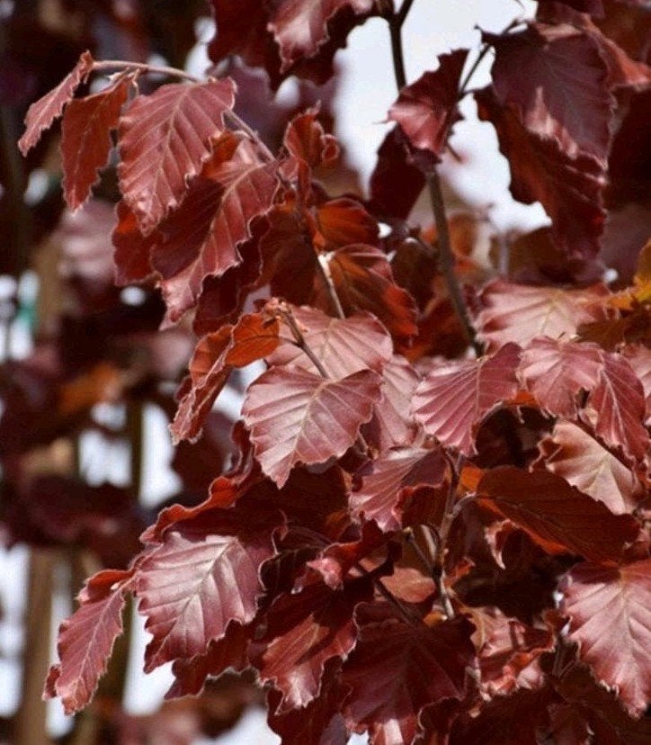 Rode Beuk (Fagus sylvatica 'Purpurea') - Diverse hoogtes, Tuin en Terras, Bloeit niet, Overige soorten, 400 cm of meer, Ophalen
