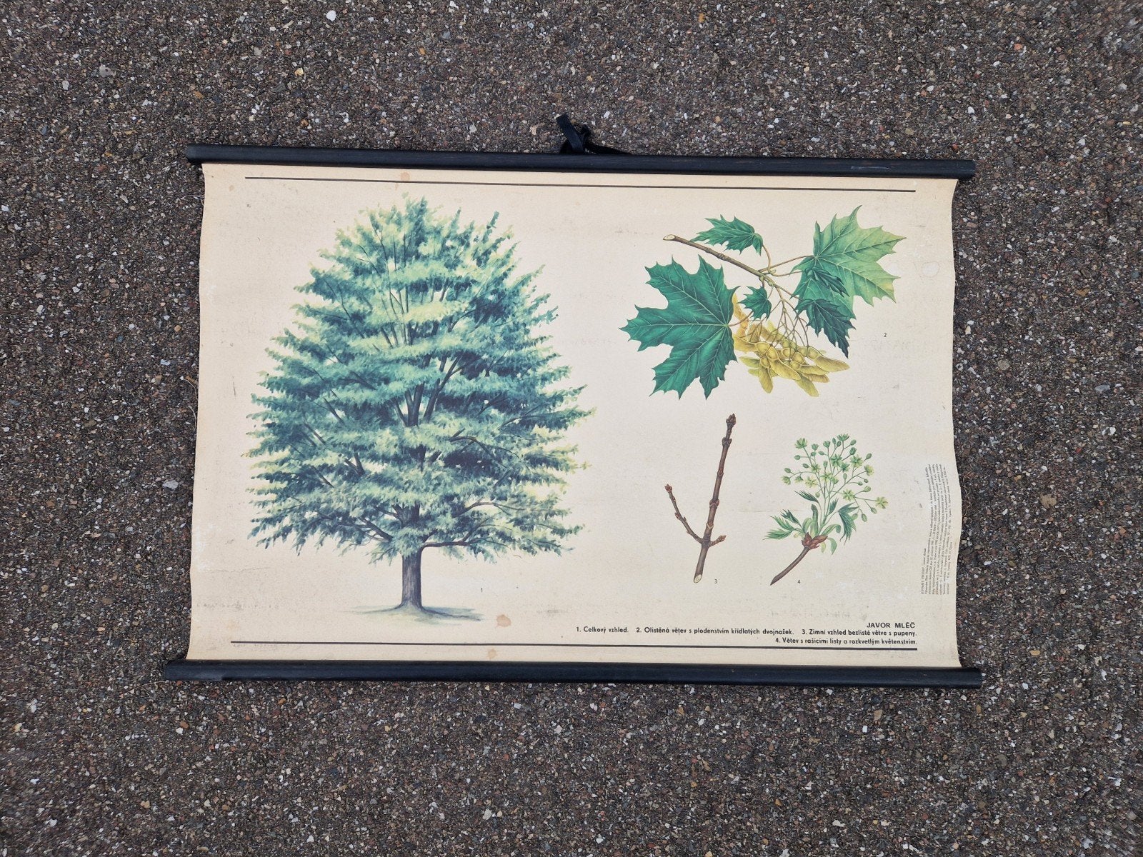 schoolplaten boom, Antiek en Kunst, Ophalen, Natuur en Biologie