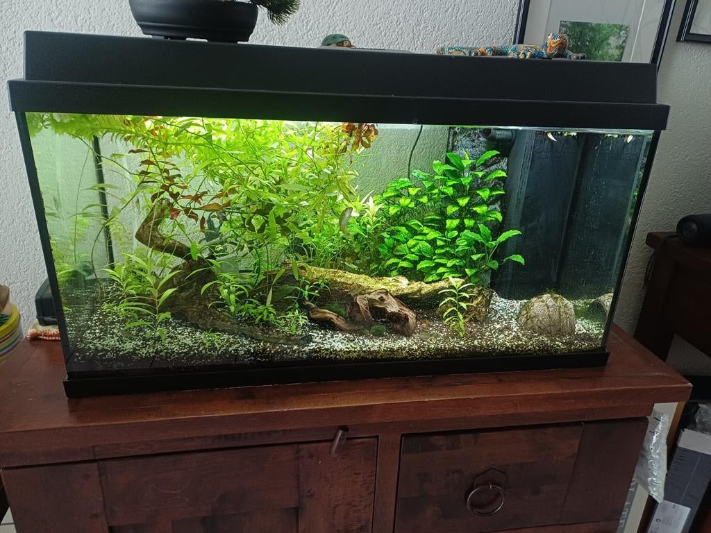 Juwel  aquarium 80cm, Ophalen, Overige typen