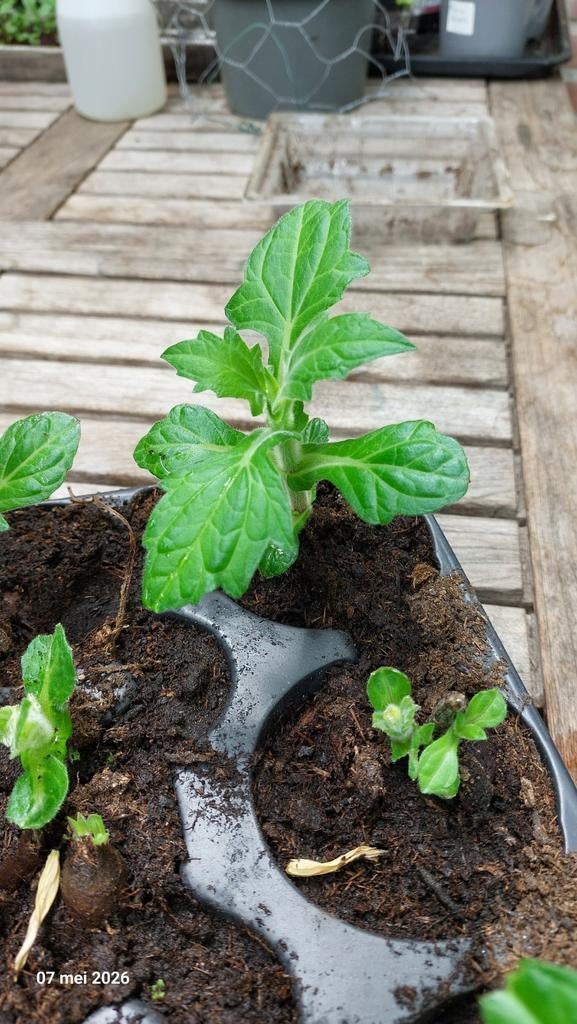 Yacon (appelwortel), Ophalen, Eenjarig, Groenteplanten, Volle zon