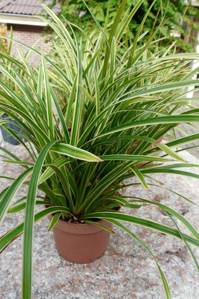 Siergrassen, Ophalen, Volle zon, Vaste plant, Siergrassen