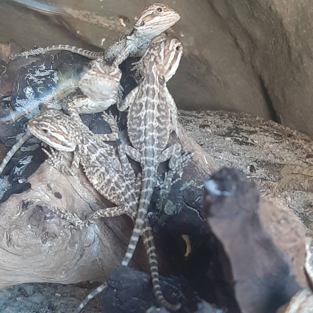 Baby baardagamen te koop, Hagedis, 0 tot 2 jaar
