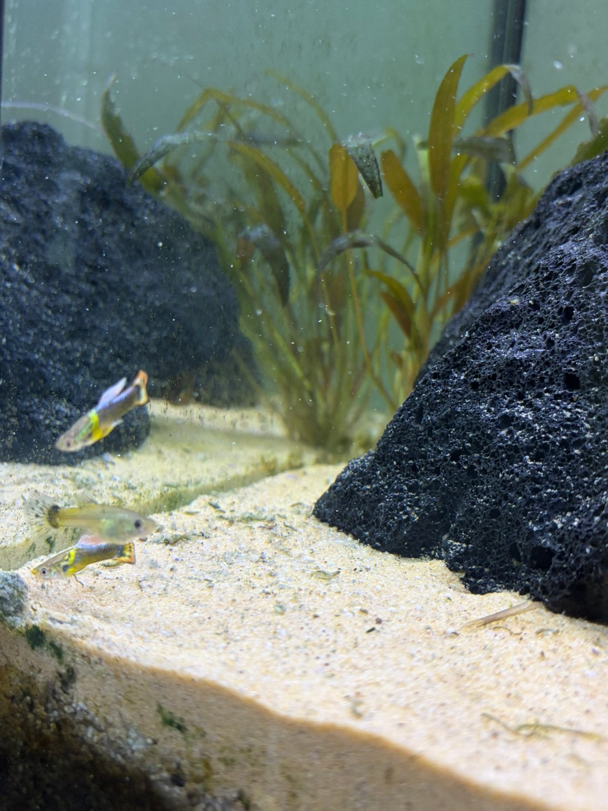 8 Guppy s 0-5 euro, Vis