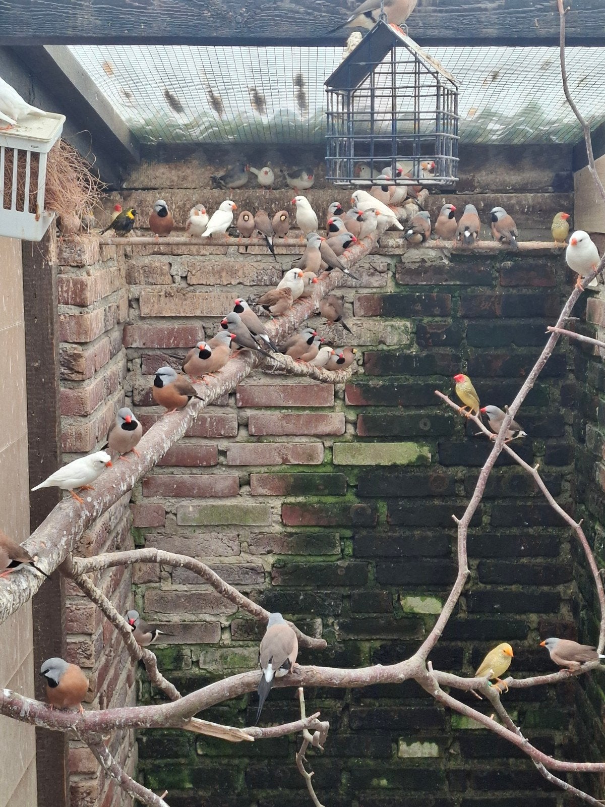 tropenvogel, Meerdere dieren