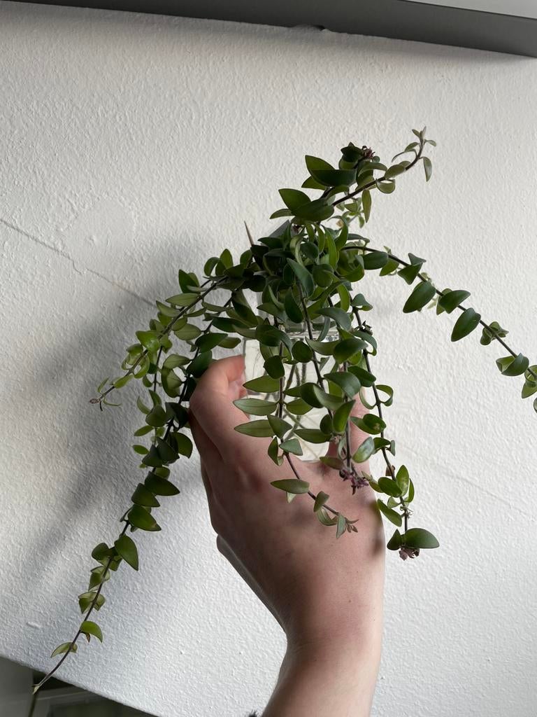 Lipstickplant stekjes, Ophalen of Verzenden, Halfschaduw, Minder dan 100 cm