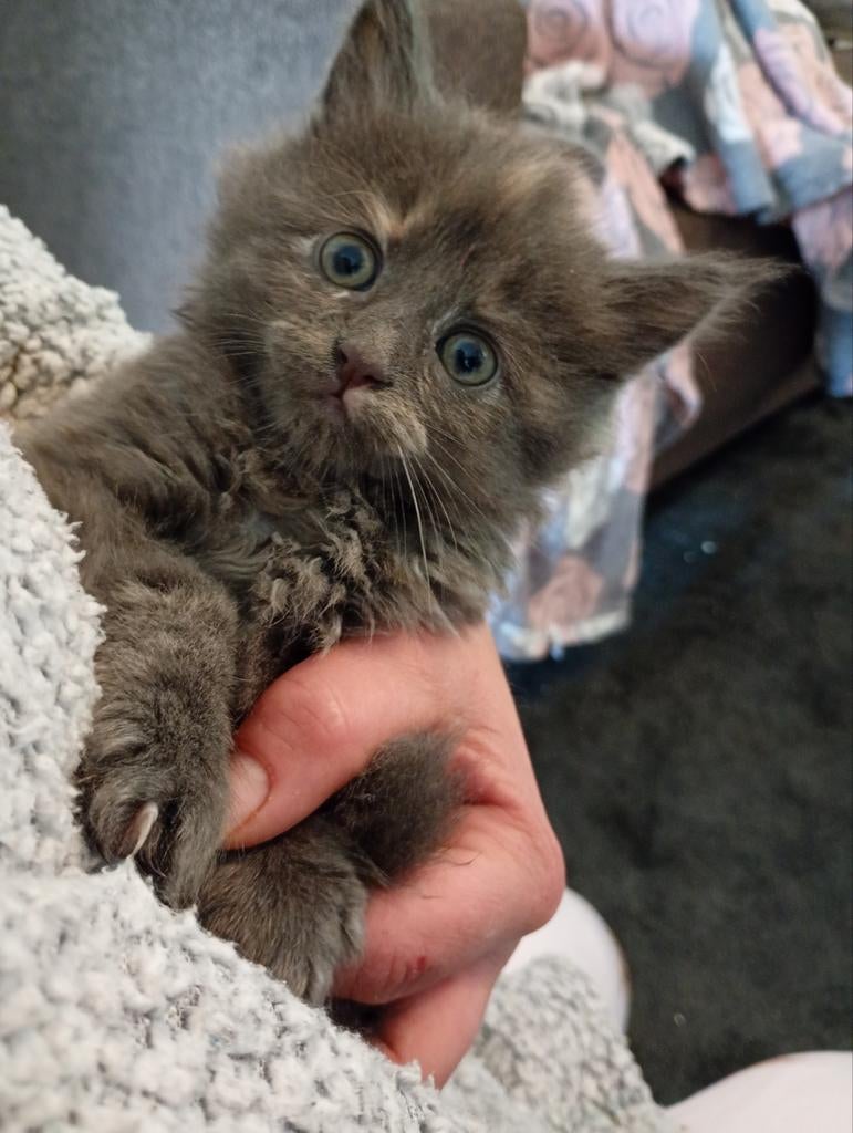 2 Maine coon kittens mogen verhuizen, Dieren en Toebehoren, Katten en Kittens | Raskatten | Langhaar, Meerdere dieren, Gechipt