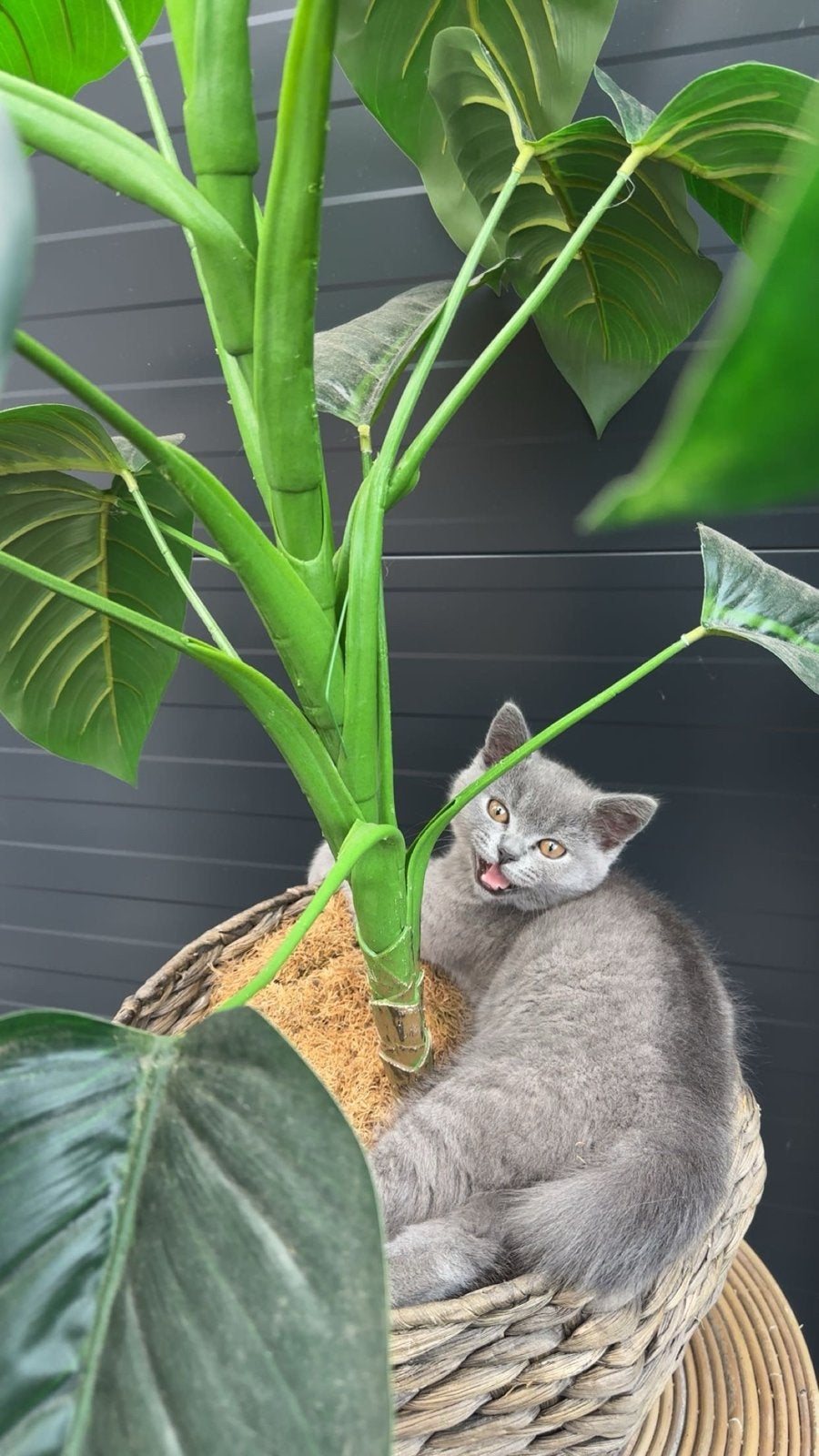 Brits Korthaar kater 6 maanden, Kater, Ingeënt, 0 tot 2 jaar