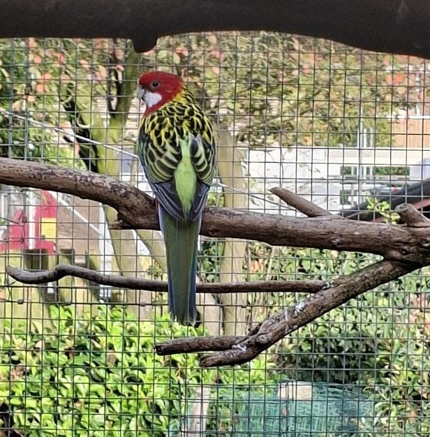 Koppel Pracht Rosella's, Dieren en Toebehoren, Meerdere dieren, Parkiet, Geringd