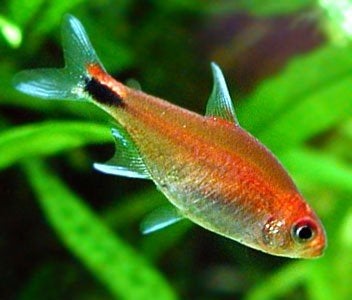Ruby tetra Axelrodia riesei, Dieren en Toebehoren, Vissen | Aquariumvissen, Vis