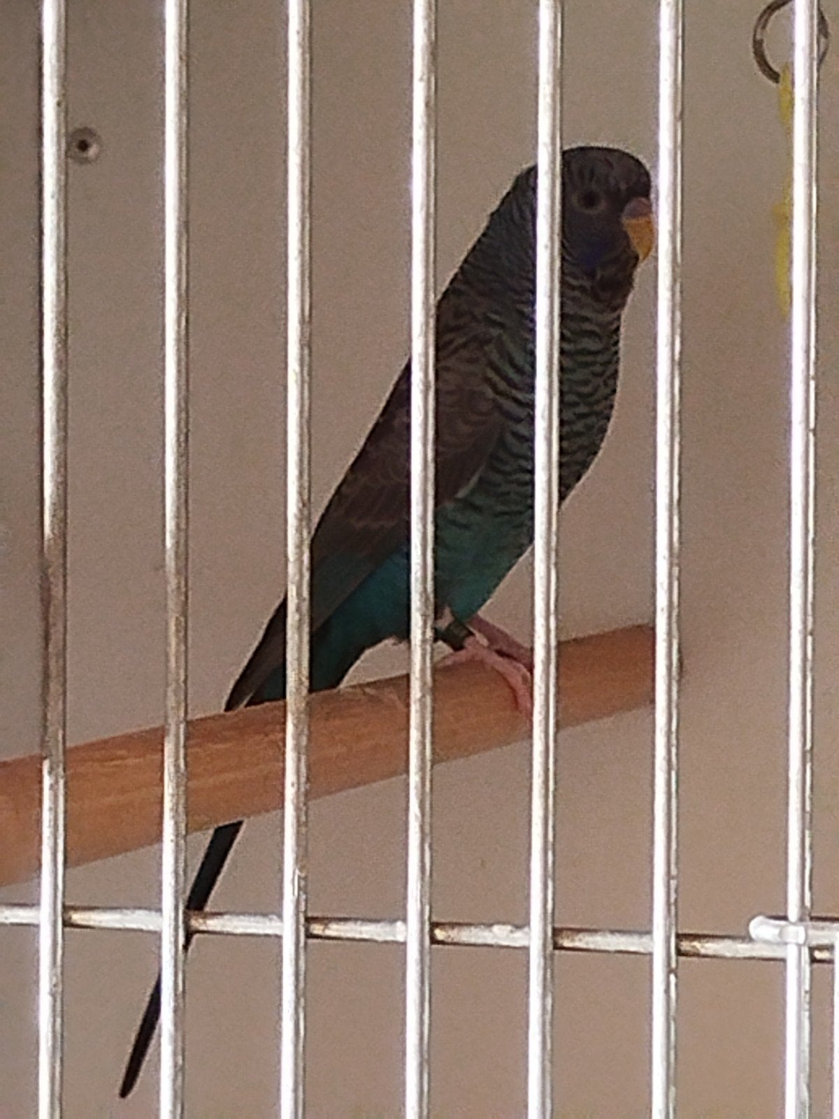 Black face en black wing parkieten, Dieren en Toebehoren, Vogels | Parkieten en Papegaaien, Meerdere dieren, Parkiet