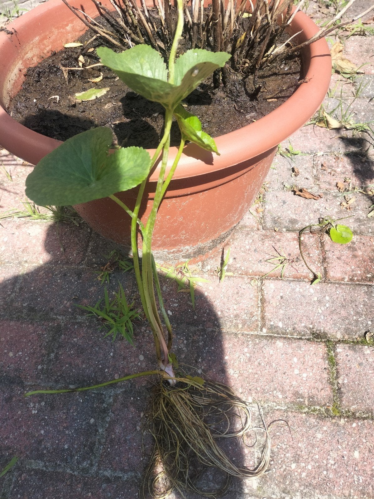 Gratis waterplant, Ophalen of Verzenden, Volle zon, Overige soorten, Minder dan 100 cm