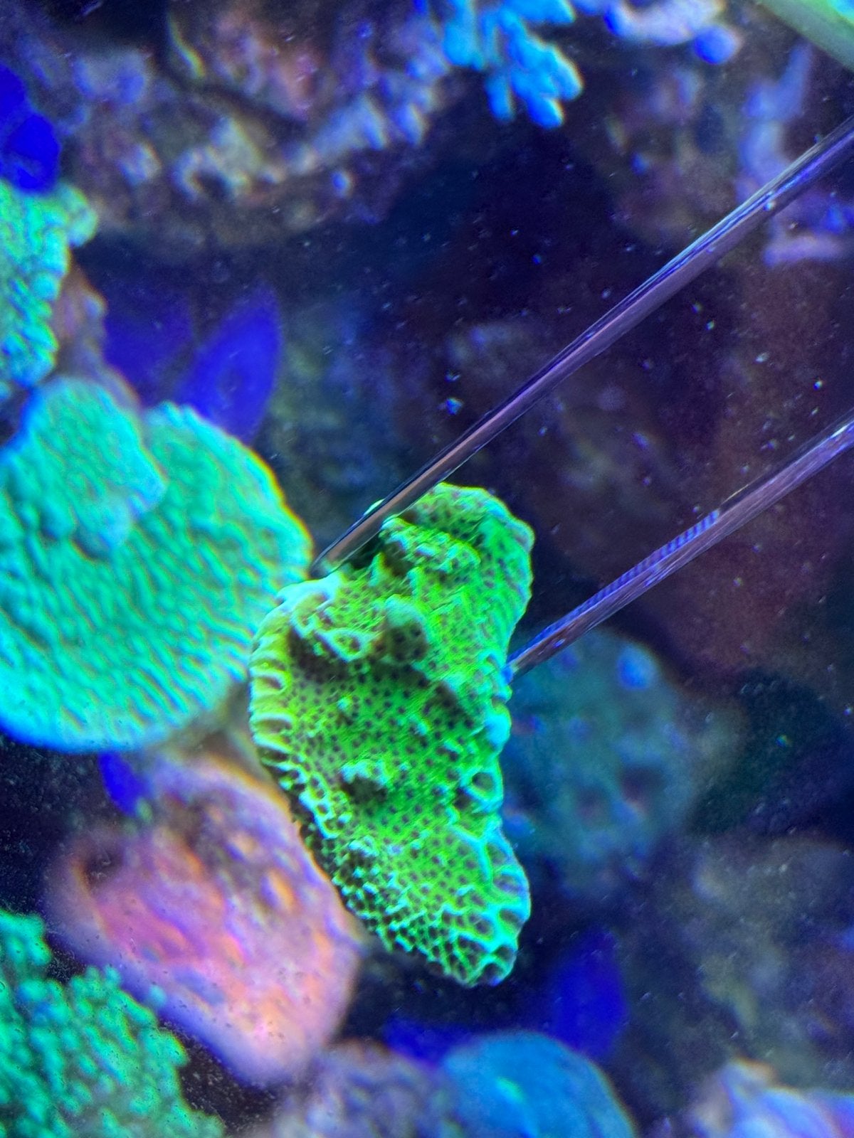 Divers koraal, Dieren en Toebehoren, Ophalen, Nieuw, Gevuld zeewateraquarium
