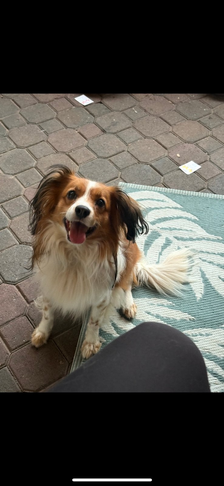 Kooiker dek reu, Reu, Parvo, Eén hond, 3 tot 5 jaar