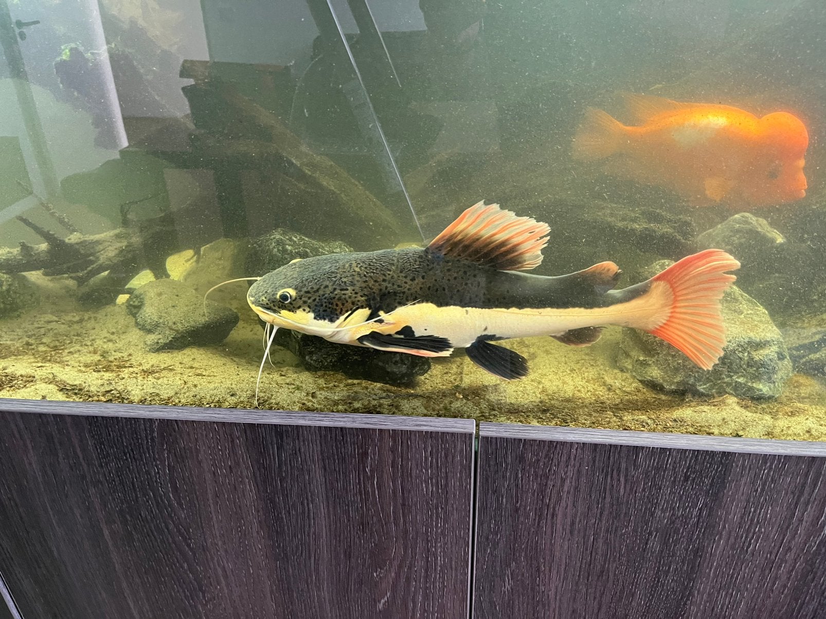 Roodstaart meerval, Dieren en Toebehoren, Vissen | Aquariumvissen, Vis