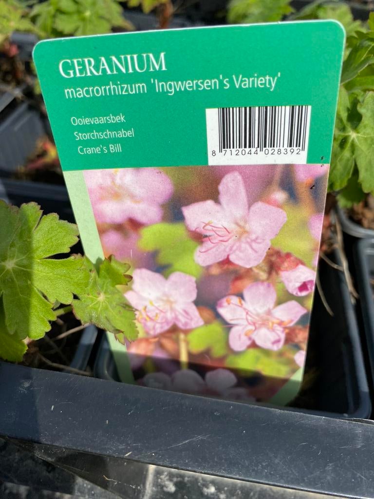 Groenblijvende geranium, Ophalen, Bodembedekkers, Vaste plant, Halfschaduw