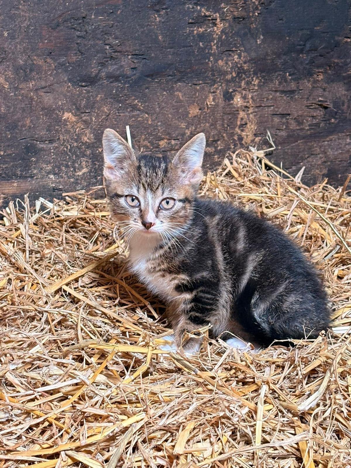 Kittens, Dieren en Toebehoren, Katten en Kittens | Overige Katten, Meerdere dieren, Kortharig, 0 tot 2 jaar