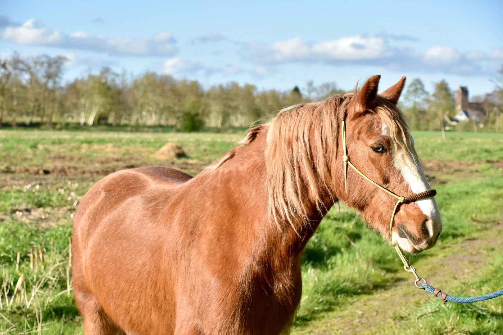 Lieve verzorger/bijrijder gezocht!