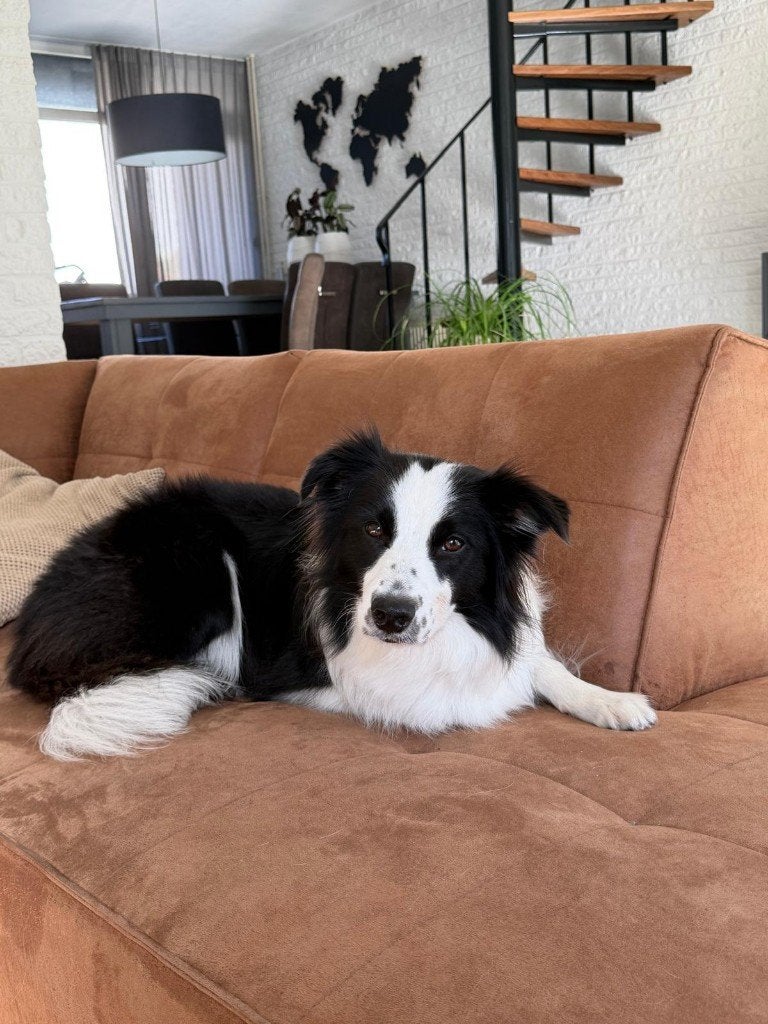 Bordercollie pups met stamboom verwacht begin november, 8 tot 15 weken, Collie, Meerdere, Meerdere dieren