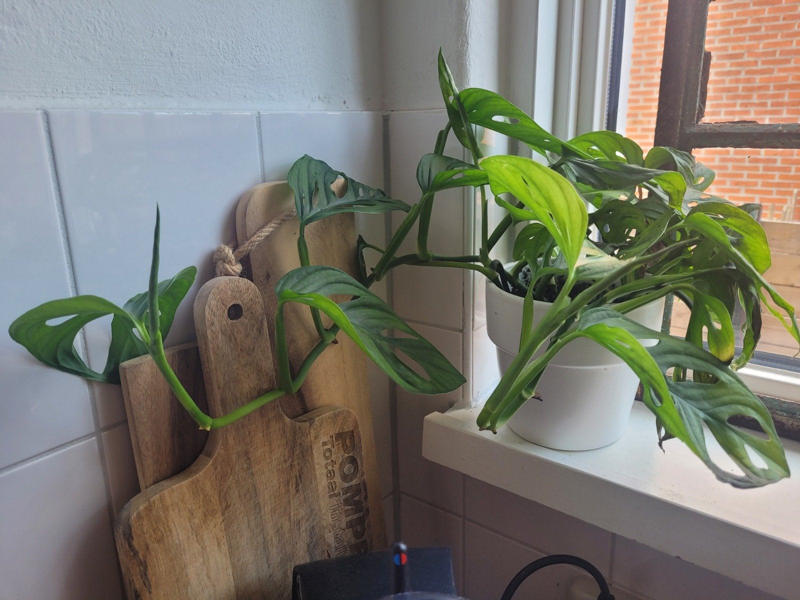 Monstera Monkey Mask - Prachtige Kamerplant, Ophalen, Overige soorten, Halfschaduw, In pot