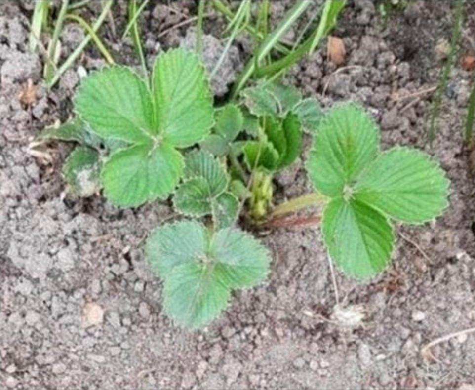 Aardbeienplanten € 0,75 per stuk biologisch goed beworteld, Ophalen, Overige soorten, Volle zon