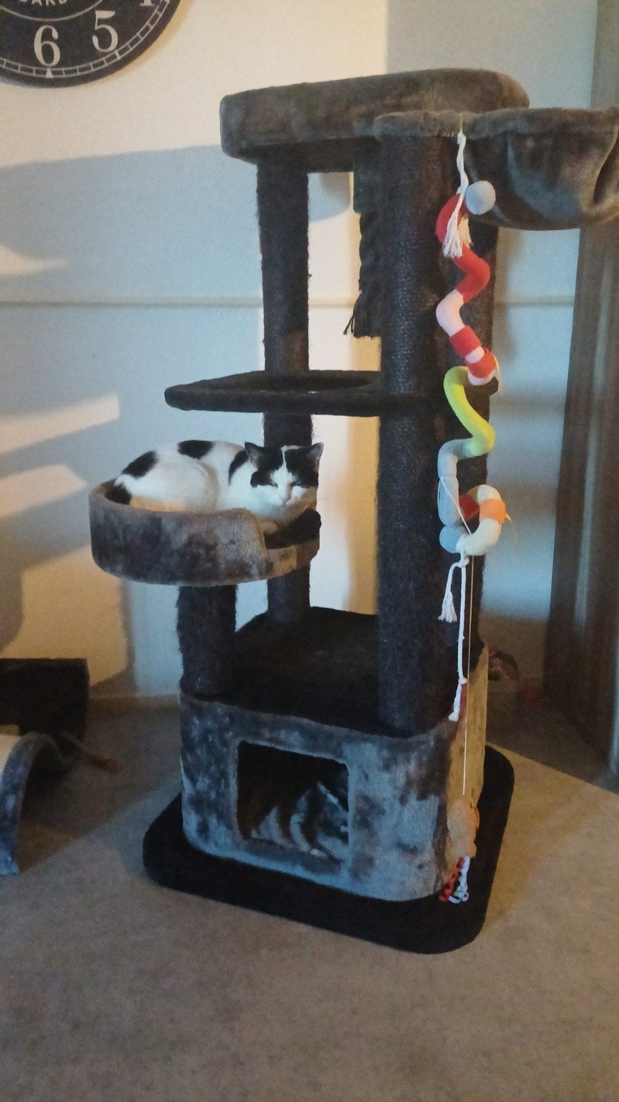 Poes Kiki 9 jaar oud zoekt goed huisje