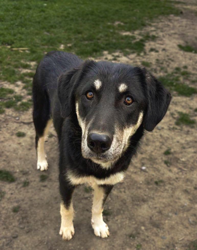 Poppy – van overleven naar een leven vol liefde, Dieren en Toebehoren, Honden | Niet-rashonden, Particulier, 15 weken tot 1 jaar