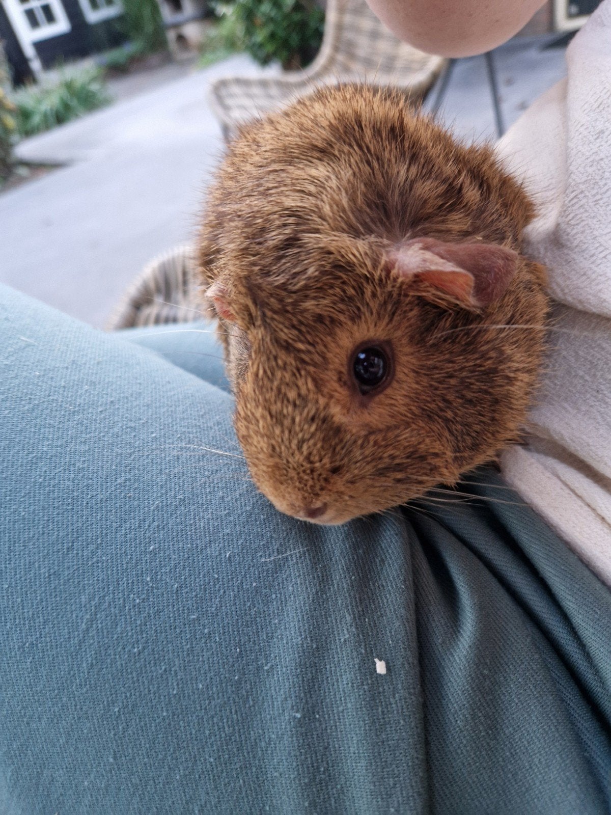2 lieve cavia vrouwtjes inclusief hok, Dieren en Toebehoren, Cavia, Vrouwelijk, Mei, Tam
