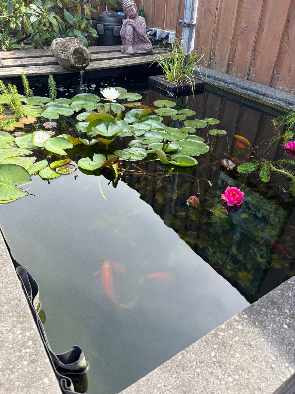 Gratis vijver vissen oa goud vissen., Tuin en Terras, Vijvers, Ophalen, Zo goed als nieuw