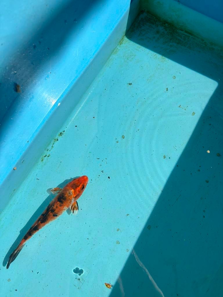 Koikarper vis vissen vijver koi karper rood met zwart en wit, Karper of Koi