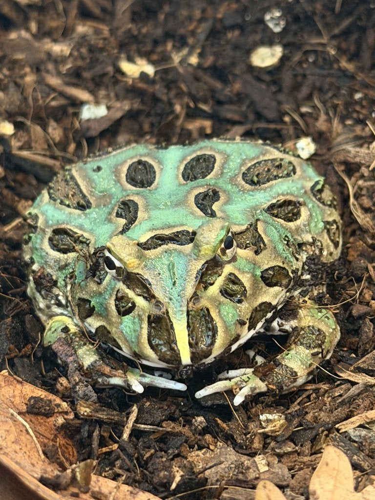 Samurai Blue Pacman Kikker + Diversa Terrarium (36L) Frog - unknown for sale from S. Westerhout