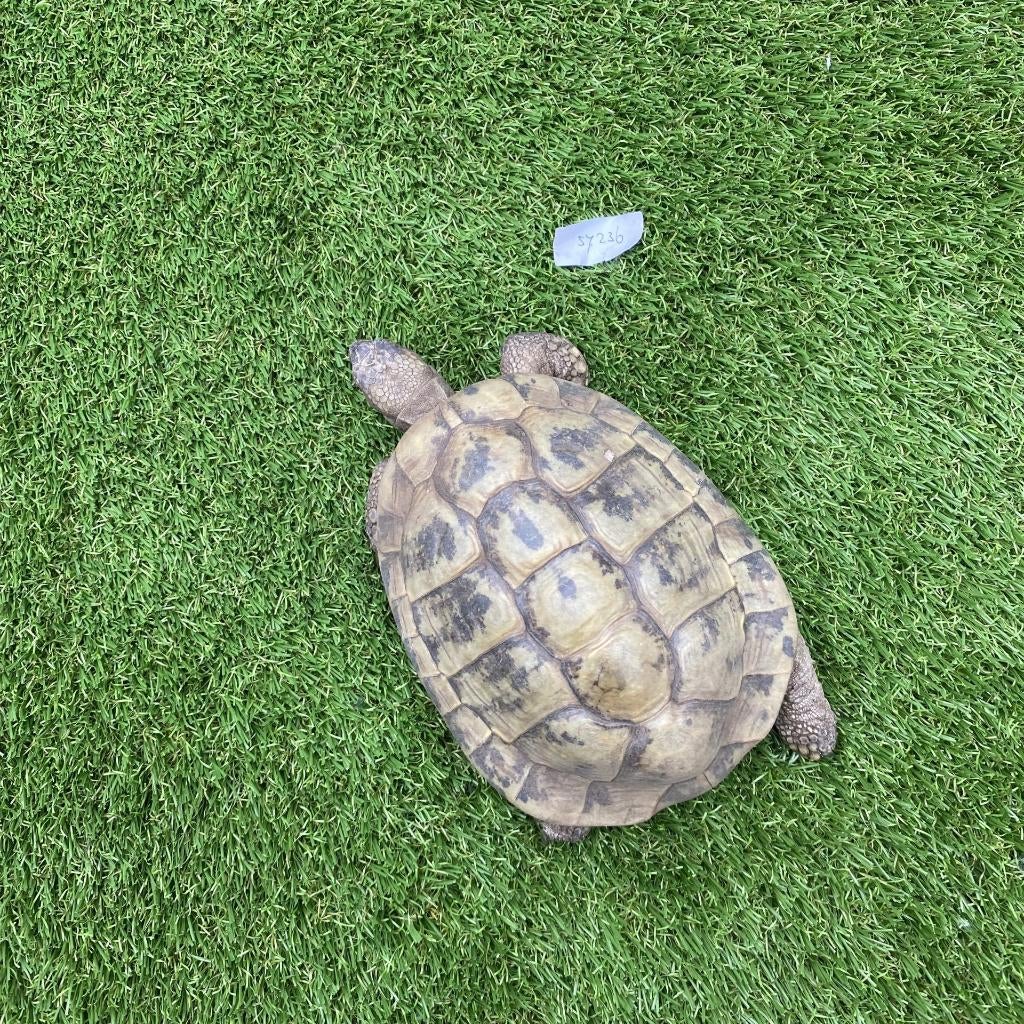 Griekse landschildpad, 1993, man Tortoise - male for sale from marktplein