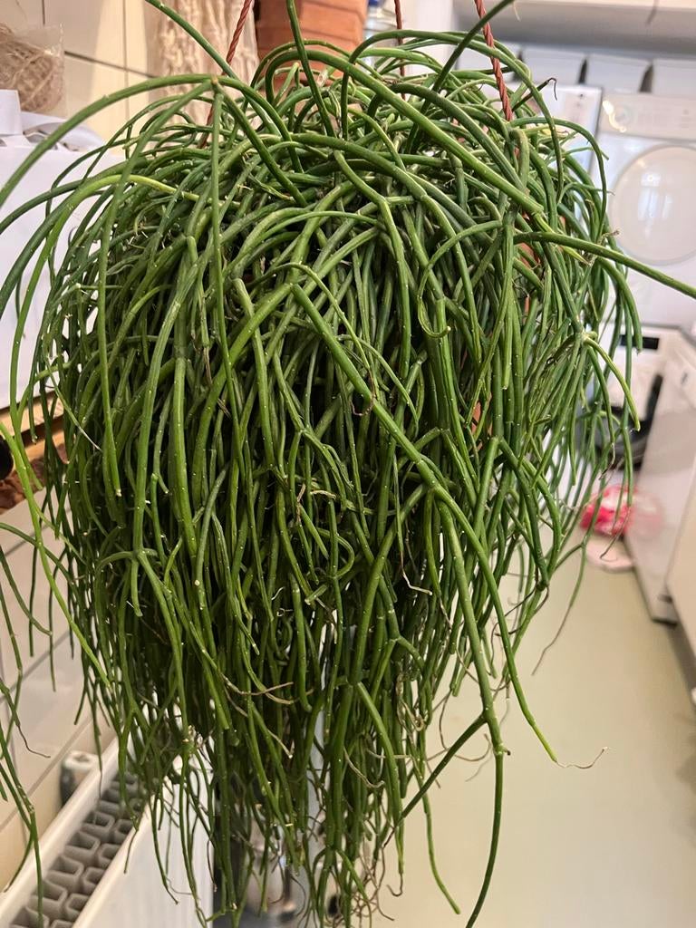 Rhipsalis Cashedo - Koraalcactus, Ophalen, Halfschaduw, Minder dan 100 cm, Groene kamerplant