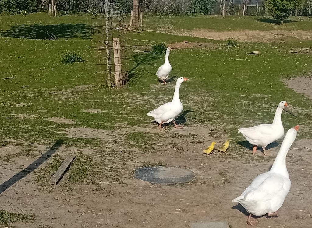 jonge ganzen, Geslacht onbekend, Gans of Zwaan
